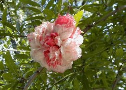 Punica granatum Legrelliae / Cirmos virágú gránátalma